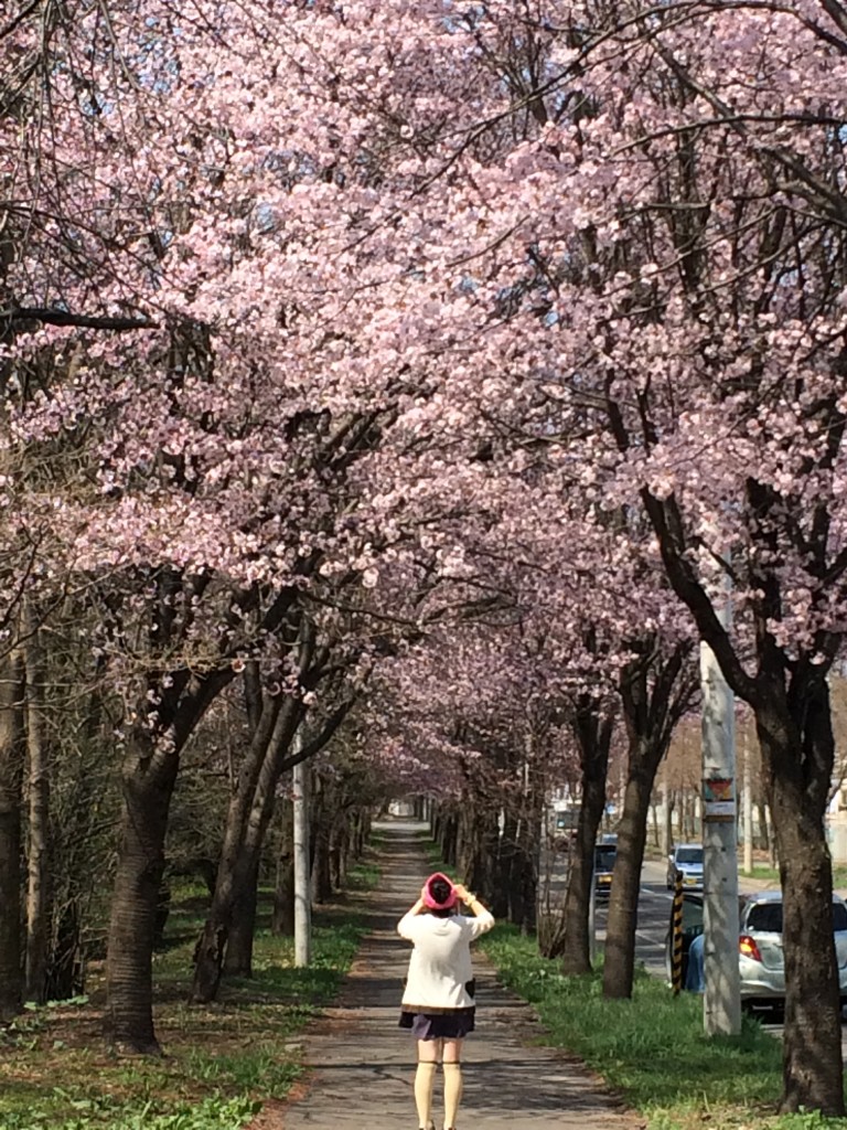 2015桜　西帯